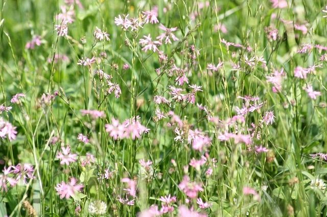 Farfalle di campo